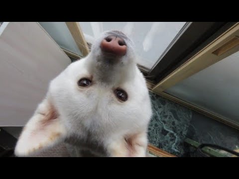 秋田犬げんきの最新動画 Youtubeランキング