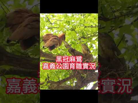 黑冠麻鷺嘉義公園育雛實況 ＃嘉義 ＃嘉義好生活 ＃嘉義旅遊