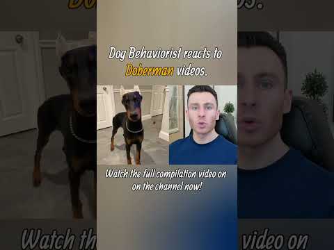 Dog trainer reacts to Doberman Pinscher dog videos part 3. #shorts #doberman #dogtraining