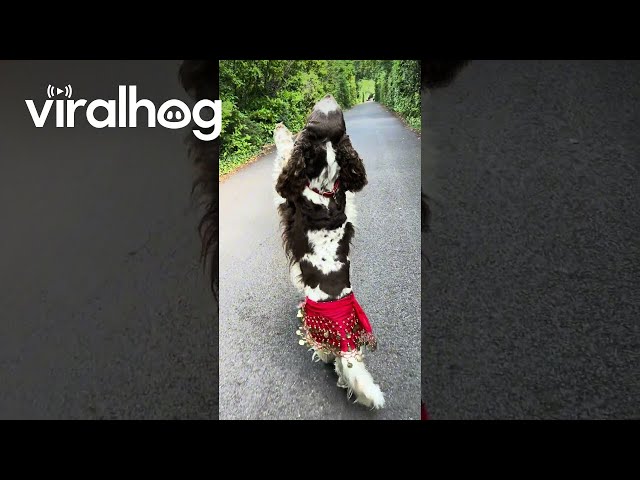 Bonnie Belly Dancing Along the Way  || ViralHog