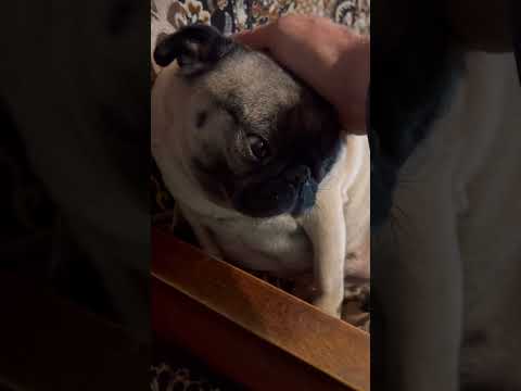 Смотрю сериалы с собакой