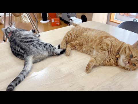 猫の動画サムネイル - 足をくっつけてくつろいでるあいちゃんと茶々くん。