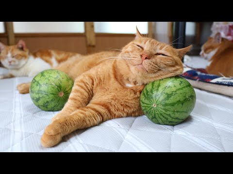 小玉スイカ枕に乗る猫の癒し映像｜話題のかわいい猫動画 サムネイル