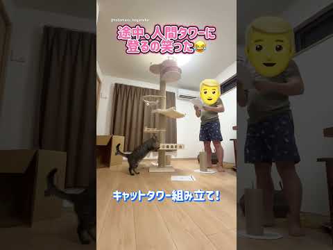 キャットタワーを組み立ててたら・・・  #保護猫 #ととまる #cat