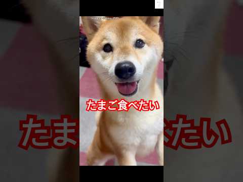 柴犬のおねだりがかわいい！癒やしのペット動画紹介 サムネイル