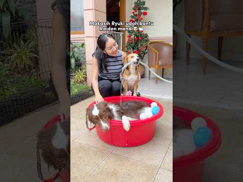 ANABUL PINTAR MANDIKAN ADIK‼️😍 RAIDEN SUKA BERENDAM🛁😂 #shorts #anjinglucu