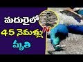 45 Peacocks Lost Life After Eating Poison-Laced Grain In Madurai