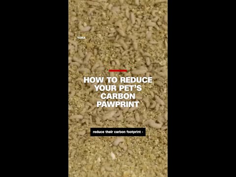 How to reduce your pet's carbon pawprint