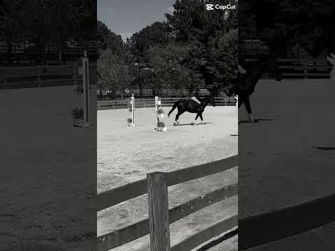 Big pats for da man #horse #equestrianjourney #horseenthusiast #blowthisaccountup