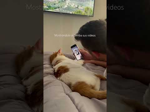 Simba viendo su contenido en redes sociales 😍🥰🐱🫶 #cat #gatos #simba