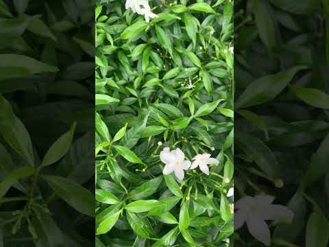 #nature #flower #sorts