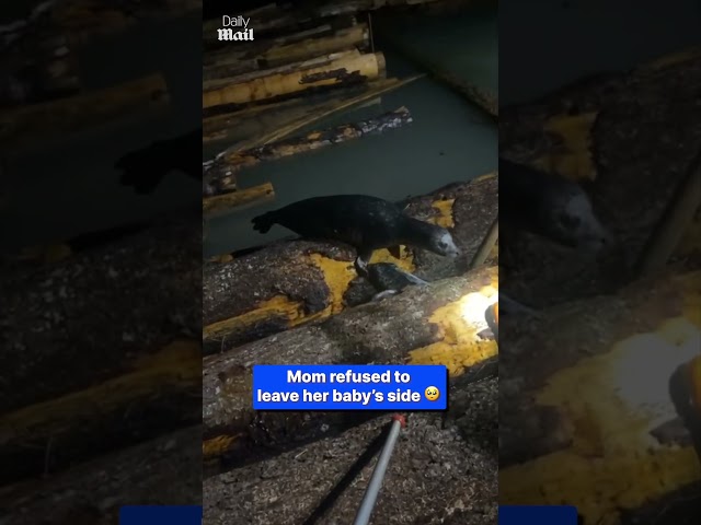 Terrified seal pup rescued from logs after men and mother seal join forces