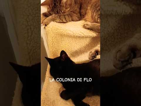 Come Se Fosse Un Letto A Castello...Per Gatti! #shorts #cutecat #goodnight #buonanotte