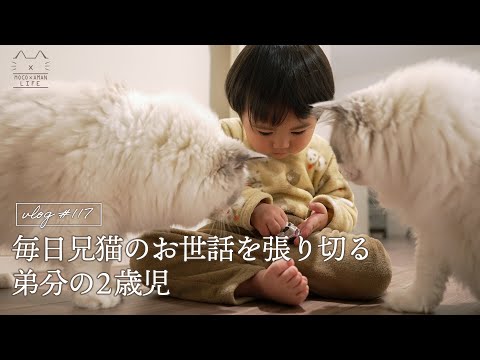 【ルーティン】兄猫のお世話に張り切る2歳児｜無印良品の猫の新商品｜ラグドール猫 #117