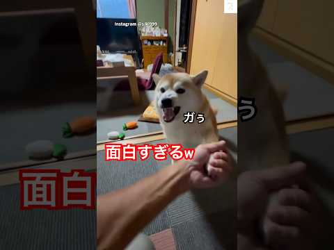柴犬のちょっとしたズレに笑顔！癒しと楽しさあふれる動画 サムネイル