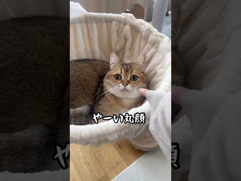 指を刺されるとブチギレてくる丸顔 #cat #猫 #shorts #ぽてこゆこめ