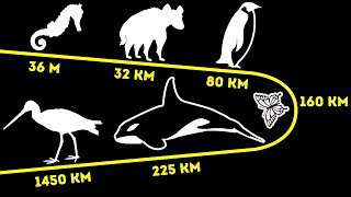 Сколько животные могут пройти за день (некоторые проходят 800 км)