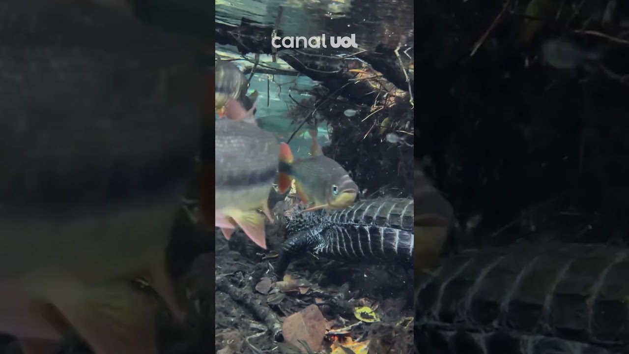 Jacaré é flagrado entre os peixes durante passeio em Bonito no Mato Grosso do Sul veja vídeo