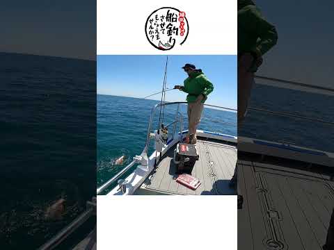 魚探どおりの反応で釣れるマダイ #釣り