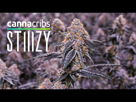 Stiiizy - California’s #1 Cannabis Brand by Volume - Canna Cribs