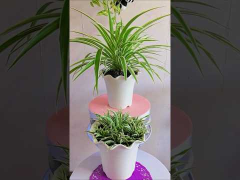 Choose small propagation spider plant flowers with the roots #shorts #plants #flowers #gardening