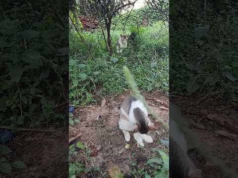 The bunny hopper #catvideos #kitty #kitten #kittycat #cutekitty #catscratch