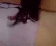 prab6