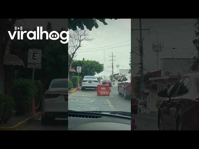 Traffic Barrier Politely Waits For Cars to Pass Before Crossing the Street || ViralHog