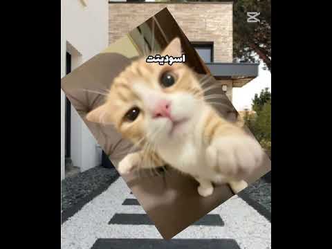 #اكسبلور #اهميه #roblox #روبلوكس #ورك #edit #اعتني #funny #الظروف