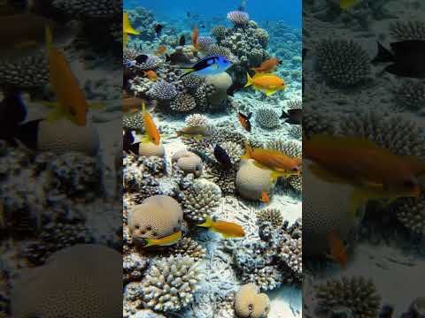 sea #fishing #colouringfish #seafish #stone #ViralVideo #nice