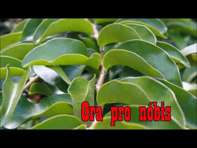 Como Cultivar Ora Pro Nóbis Como Cultivar Ora Pro Nóbis