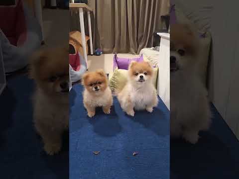 ฝึกความอดทน 🐶🐶 #dogshorts #pomeranian #dogslife #น้องหมาปอม