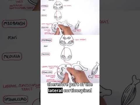 Want to move your hand? It all starts in the motor cortex 🧠✋ #neurology  #MotorPathways #meded