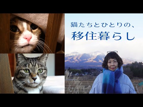 【🍃186話】年末は仕事して、大掃除しないで、少しばかりグータラして、猫たちとグダグダに過ぎてゆく～八ヶ岳南麓移住物語～／60代ひとりと猫8匹の田舎暮らし