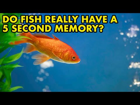 Do Goldfish Really Have a 5 Second Memory_ Fish My I take a look at goldfish today and see if they really have a 5 second memory 

Donate to the channe