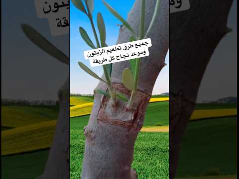 #تطعيم #الزيتون طرق مختلفة لتطعيم الزيتون وموعد نجاح كل طريقة 🫒 #الزيتون