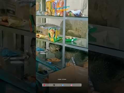 Momen Lucu Saat Biawak Merayap Masuk Kedalam Sebuah Warung