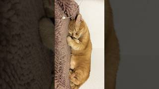 寝てるうちの猫に神のころを思い出すエジプトの曲を聴かせてみた結果w