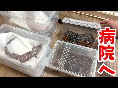 6匹の爬虫類を動物病院に連れて行き、雌雄判別をしてもらいました。