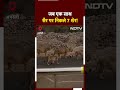 Amreli के Pipavav Port के पास जब टहलने निकले 7 Lions | Gujarat  - 00:31 min - News - Video