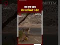 Amreli के Pipavav Port के पास जब टहलने निकले 7 Lions | Gujarat