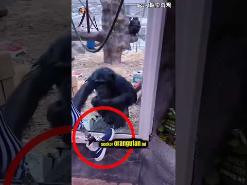 Orangutan Ini Menangis Saat Melihat Kaki Palsu Pria Ini 😥#shorts #buktiempatiHewan #kasihsayangalam