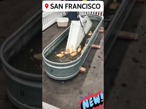 Ducklings 🦆 Roller Coaster 🎢