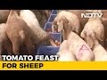 NDTV: Sheep eat unsold tomatoes in Kolar, Karnataka; cash crunch effect