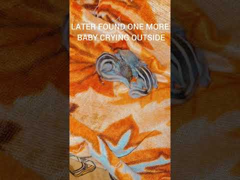#squirrel #animallove #rescue #baby #viral #ytshorts #squirrelvideo #animalrescue #pet #squirrels