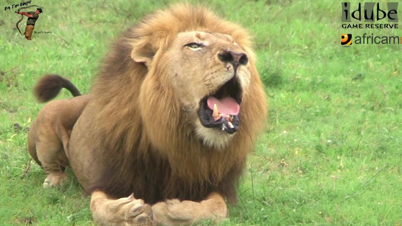 The Male African Lion Roar - YouTube