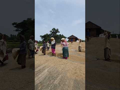 പ്രതീക്ഷിക്കാതെ ലഭിക്കുമ്പോൾ... #shortsfeed #shortvideo #shorts #agriculture