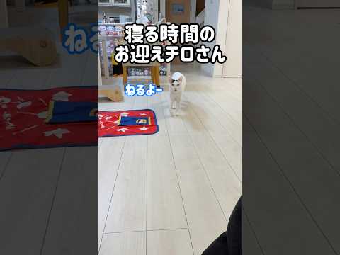 寝る時間のお迎えおしゃべり猫チロさん #shorts