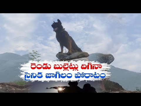 Meet Zoom, Army's brave assault Dog who continued to fight despite bullet injuries Meet Zoom, Army's brave assault Dog who continued to fight despite bullet injuries