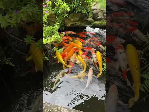 The Most Expensive Koi Fish In The World#17 Most RARE and AMAZING KOI Varieties